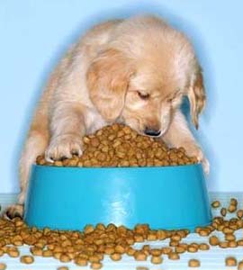 pet-food.jpg